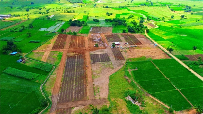 farm Grove